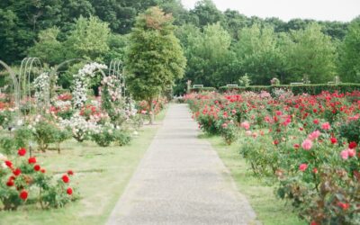 El Erizo como Aliado en la Jardinería