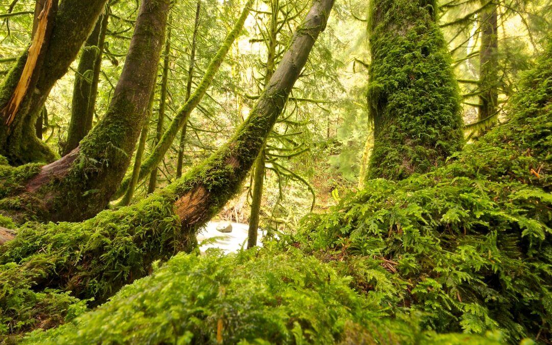 Los Erizos: Mágicos Habitantes del Bosque